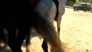 deep horse mating. big cumshot and spill