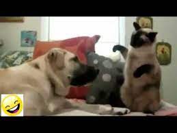 Ver más ideas sobre videos graciosos de animales, animales, videos graciosos. Videos De Risa Animales Perros Y Gatos Chistosos Funny Cat Videos Up Dog Cats
