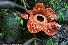 We have added over 30 new locations to the game including: World S Biggest Flower That Smells Like Rotting Flesh Blooms In Indonesia Daily Mail Online