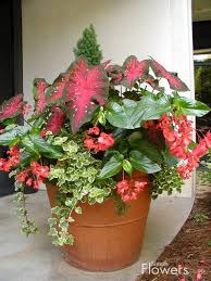 Pin By Ashton Helms On Flower Pots Container Flowers Container Gardening Flower Pots