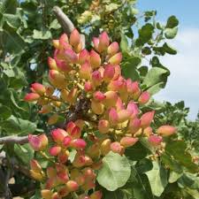 Maybe you would like to learn more about one of these? Plantistanbul Siirt Fistigi Fidani 80 100 Cm Saksida Fiyati