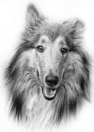 Black And White Collie Dog Drawing Rough Coat Collie Dog Paintings Dog Sketch Animal Paintings