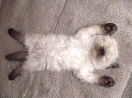 Siamese kitten lying on its back sleeping | Funny cute cats, Cute animals,  Cat animal pictures