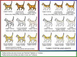 Tabby Tortie Colour Chart Cat Colors Cat Personalities Genetics