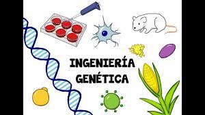 La Ingenieria Genetica Es La Tecnologia Del Control Y Transferencia Del Adn De Un Organismo A Otro 1 Lo Que Posibilita Genetica Ingenieria Biologia Molecular
