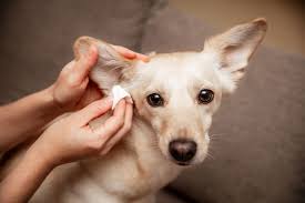 Image result for abscess dog's ear flap