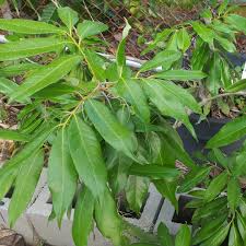 Becouse they grow wher ever there is dampness, dirt and lots of darkness for them to survive. Litchi Chinensis Lychee In Gardentags Plant Encyclopedia