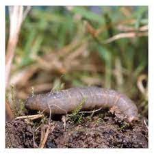 Pin On Pest Control By Pest