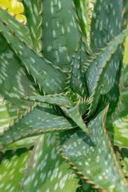 Image result for Asphodelaceae