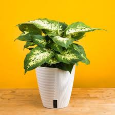 Image result for beautiful dieffenbachia