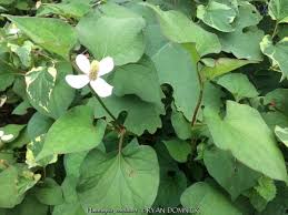 Image result for Kohautia confusa