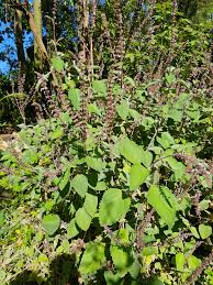 Image result for Coleus rhodesianum