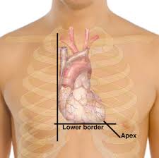 The rib cage protects vital organs, such as the heart and lungs. Where Is The Heart Located And Why It Matters To You