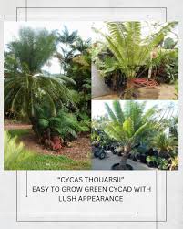 Image result for Cycas thouarsii