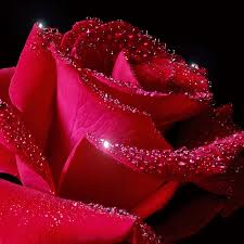 Https Encrypted Tbn0 Gstatic Com Images Q Tbn And9gcr9wcnphokmibuibwcl1q7unnzysnf5ewfioa Usqp Cau