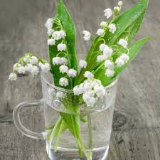 A l'approche du 1er mai, la préfecture de dordogne rappelle les règles en matière de vente de muguet, pour respecter les traditions mais aussi le protocole sanitaire. Le Muguet Du 1er Mai Tete A Modeler