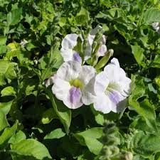 Image result for Asystasia