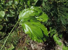 Image result for Gouania