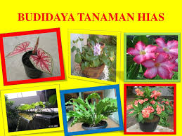 Paperwhites adalah varietas bunga bakung. Ppt Budidaya Tanaman Hias Powerpoint Presentation Free Download Id 2299475