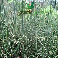 Image result for Elymandra grallata