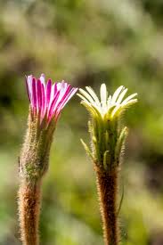 Image result for Gerbera piloselloides
