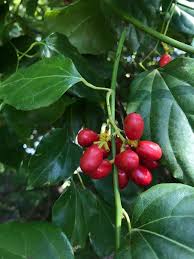 Image result for Tiliacora funifera