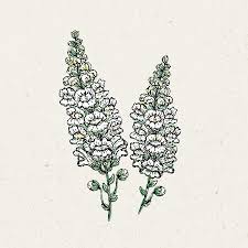 Wenn du löwenmäulchen kaufst, sind diese generell sehr pflegeleicht und anspruchslos. Antirrhinum Majus Royal Bride Lowenmaulchen Jora Dahl