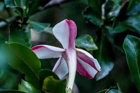 Image result for Hyperacanthus amoenus