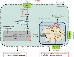 We did not find results for: The Role Of Glycolysis And Mitochondrial Respiration In The Formation And Functioning Of Endothelial Tip Cells During Angiogenesis Scientific Reports