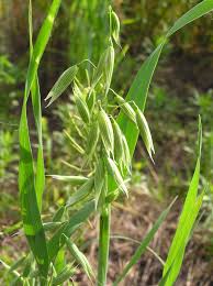 Image result for Avena sativa
