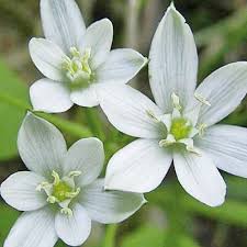 Zeword la forma mas facil de la pista de clarin crucigrama planta liliacea de flores grandes y hermosas se ha publicado 6 vezveces y tiene 1 unicas respuestas en nuestro sistema. 6Âº Grupo Remedios Para El Desaliento O La Desesperacion Escuela De Terapia Floral Integrativa