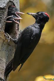 Book hotel picchio nero, terranova di pollino on tripadvisor: Picchio Nero Juzaphoto