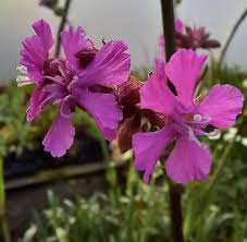 Image result for Silene kiwuensis