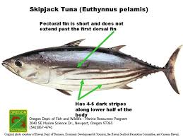 Odfw Marine Sport Fish Id Tunas And Mackerels