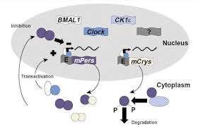 Overview Of Circadian Rhythms