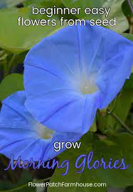 Easy To Grow Morning Glories A Privacy Screen From Seeds Morning Glory Flowers Morning Glory Seeds Garden Vines