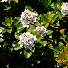 Image result for Rhaphiolepis umbellata