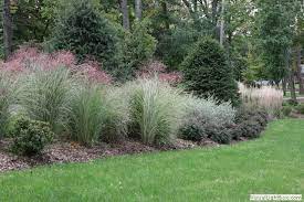 Ornamental Grass Landscaping Ornamental Grass Landscape Ornamental Grasses Grasses Garden