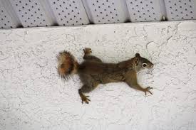 Image result for squirrel poop