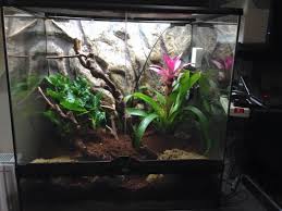 Online terrarium plants for sale in australia including foreground, centre and background terrarium plants for your reptile and amphibian enclosures. How To Set Up A White S Tree Frog Tank