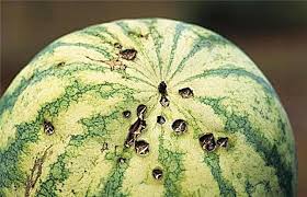 Khasiat buah tembikai merah dan tembikai susu. Penyakit Tembikai Rawatan Kaedah Kawalan Keterangan Dan Ciri Foto Kebun Sayur