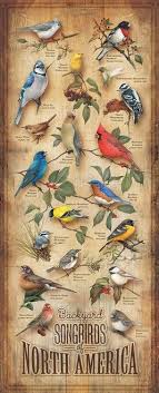 It covers 160 common north american backyard birds. Songbirds Of North America Wooden Sign Backyard Birds Wild Birds Song Bird