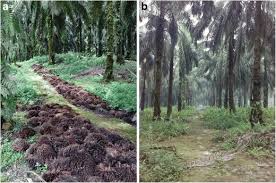 Retention of hemicellulose during delignification of oil palm empty fruit bunch (efb) fiber with peracetic acid and alkaline peroxide. Long Term Crop Residue Application Maintains Oil Palm Yield And Temporal Stability Of Production Springerlink