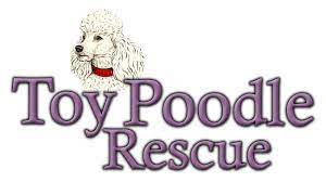 Click here to view our puppies for sale! Pets For Adoption At Toy Poodle Rescue In Dover Ma Petfinder