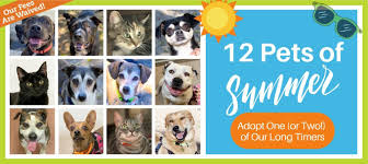 Petco pet stores in oakland, ca offer a wide selection of top quality products to meet the needs of a variety of pets. East Bay Spca Home Page Pet Adoption Oakland Ca Dublin Ca