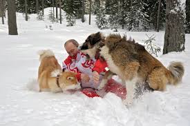 Vladimir putin is one of the most terrifying men on earth, if only because he's the only world leader to clarify, vladimir putin really does have a black belt in judo, that wasn't just something we made. Photos Vladimir Putin Plays With New Puppy And Other Cuddly Pets Fortune