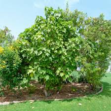 Image result for Dombeya
