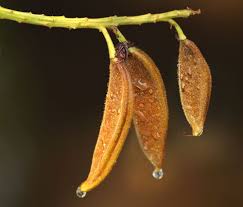 Image result for Crudia