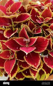 Image result for Plectranthus swynnertonii