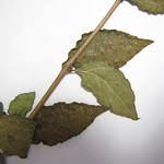 Image result for Thunbergia vogeliana